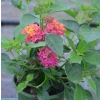 Lantana camara Gem™ 'Diva Pink' – lantana